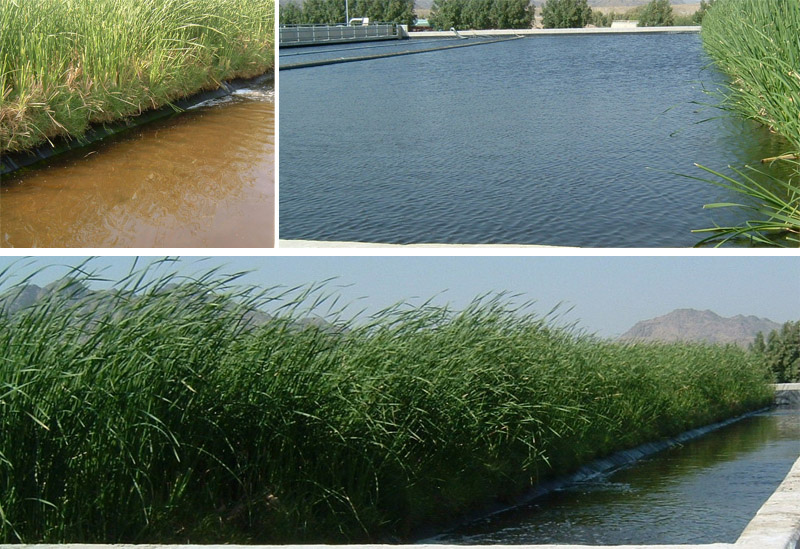 Biorremediación con vegetales: fitorremediación de aguas residuales